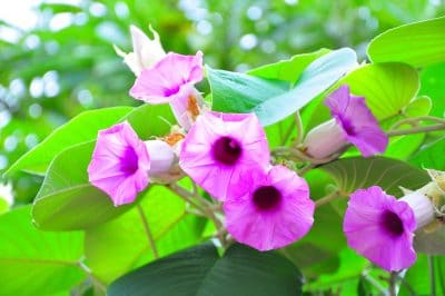 Efecto LSD: Selección de Hawaiian Baby Woodrose y Morning Glory (LSA) - Imagen 4
