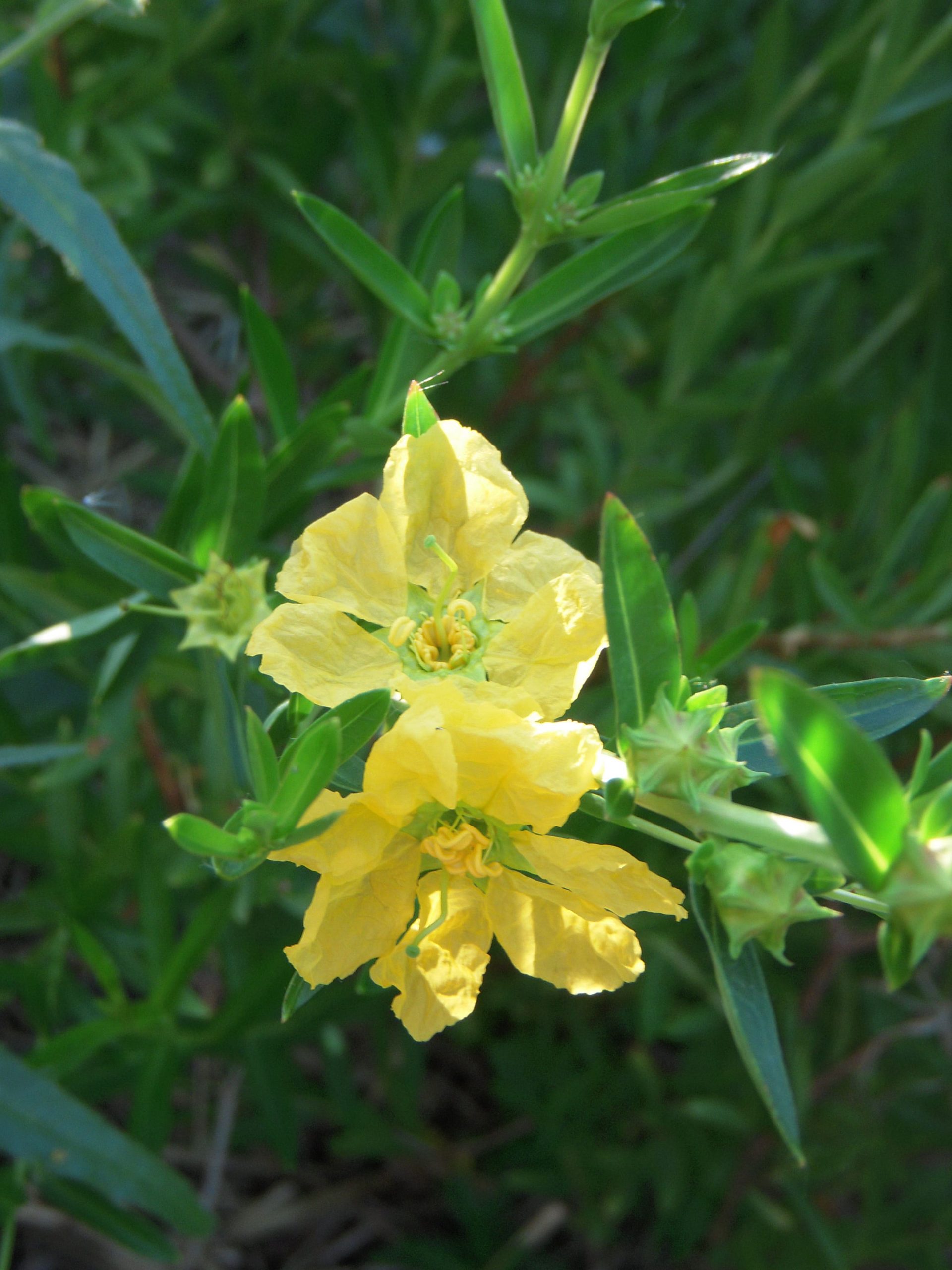 Sinicuichi (Heimia salicifolia) 20g. - Imagen 2
