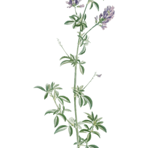 Nepeta Cataria (catmint) 80 gr.