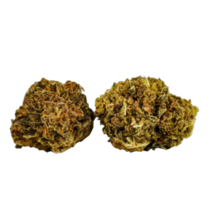Northern Lights
