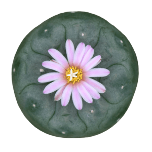 Cactus Sagrados